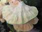Sárga gévagomba (Laetiporus sulphureus), Budai-hegység